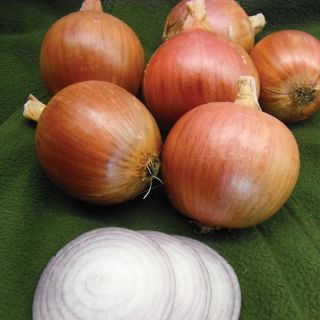 Blush Onion Thumbnail